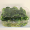 Our Blue Fire Nasturtiums in compostable packaging are truly special