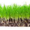 Our Nourishing Fresh Wheatgrass is ready for your smoothies