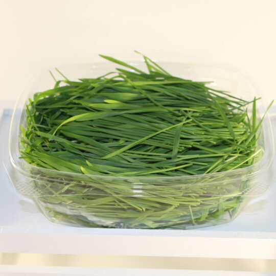 Fresh Wheatgrass in compostable packaging