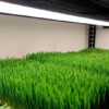 Fresh Wheatgrass in compostable packaging