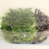 Our Salad Mix Sangria in compostable packaging