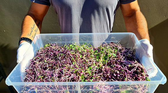 We grow the freshest Microgreens on the market