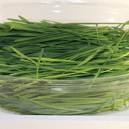 Fresh Wheatgrass Nutri Special