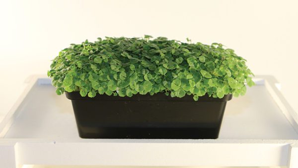 Tangy Chia Small Live Tray