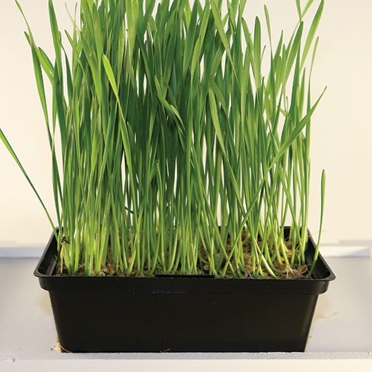 Wheatgrass Small Live Tray
