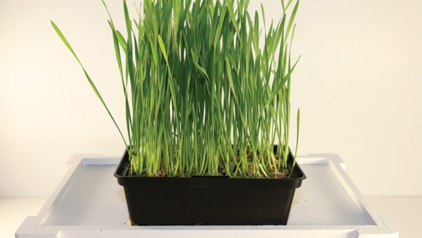 Wheatgrass Small Live Tray